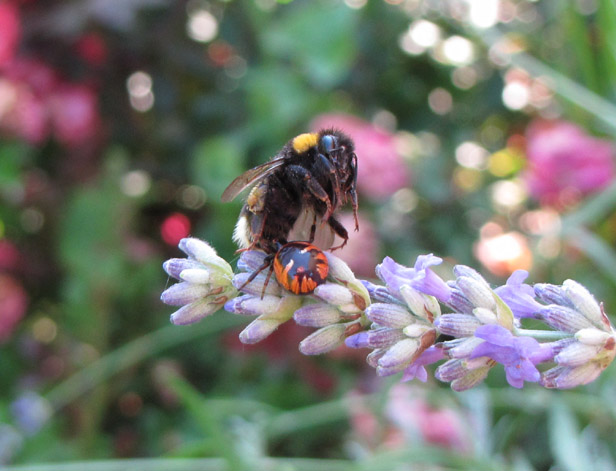 Synema globosum